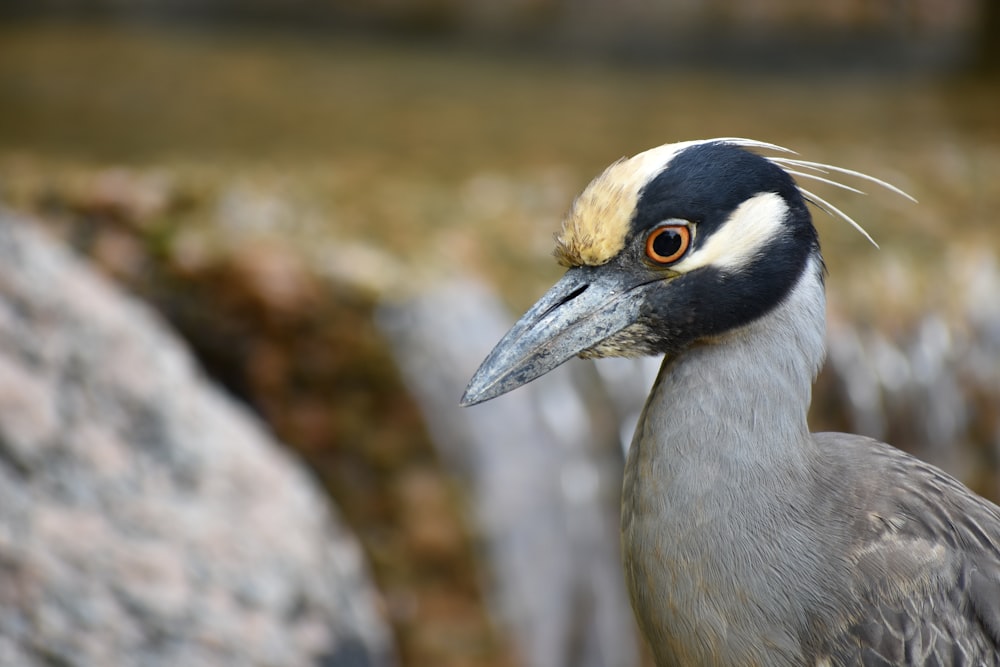 a close up of a bird near a body of water