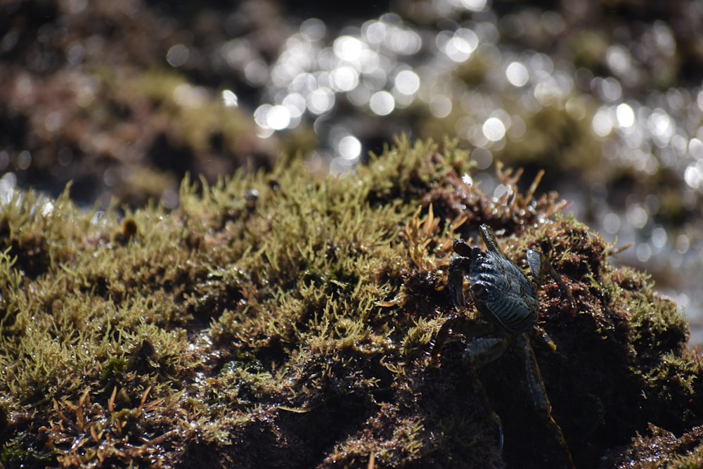 a close up of a bug on a mossy surface