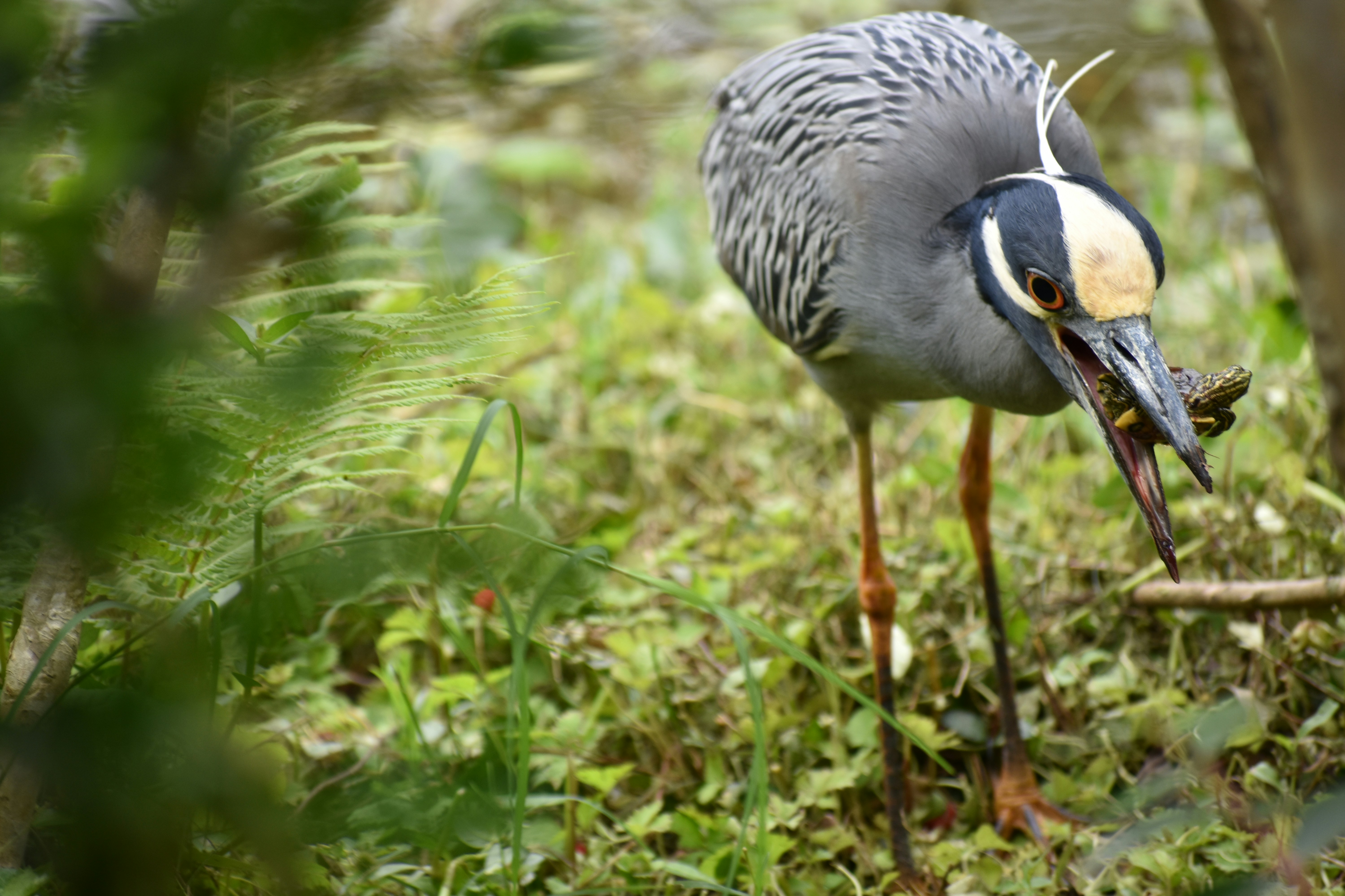 un oiseau avec un long bec debout dans l’herbe