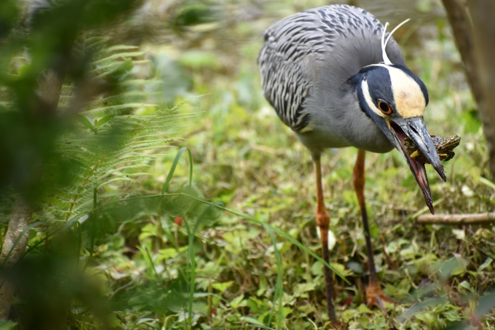 a bird with a long beak standing in the grass