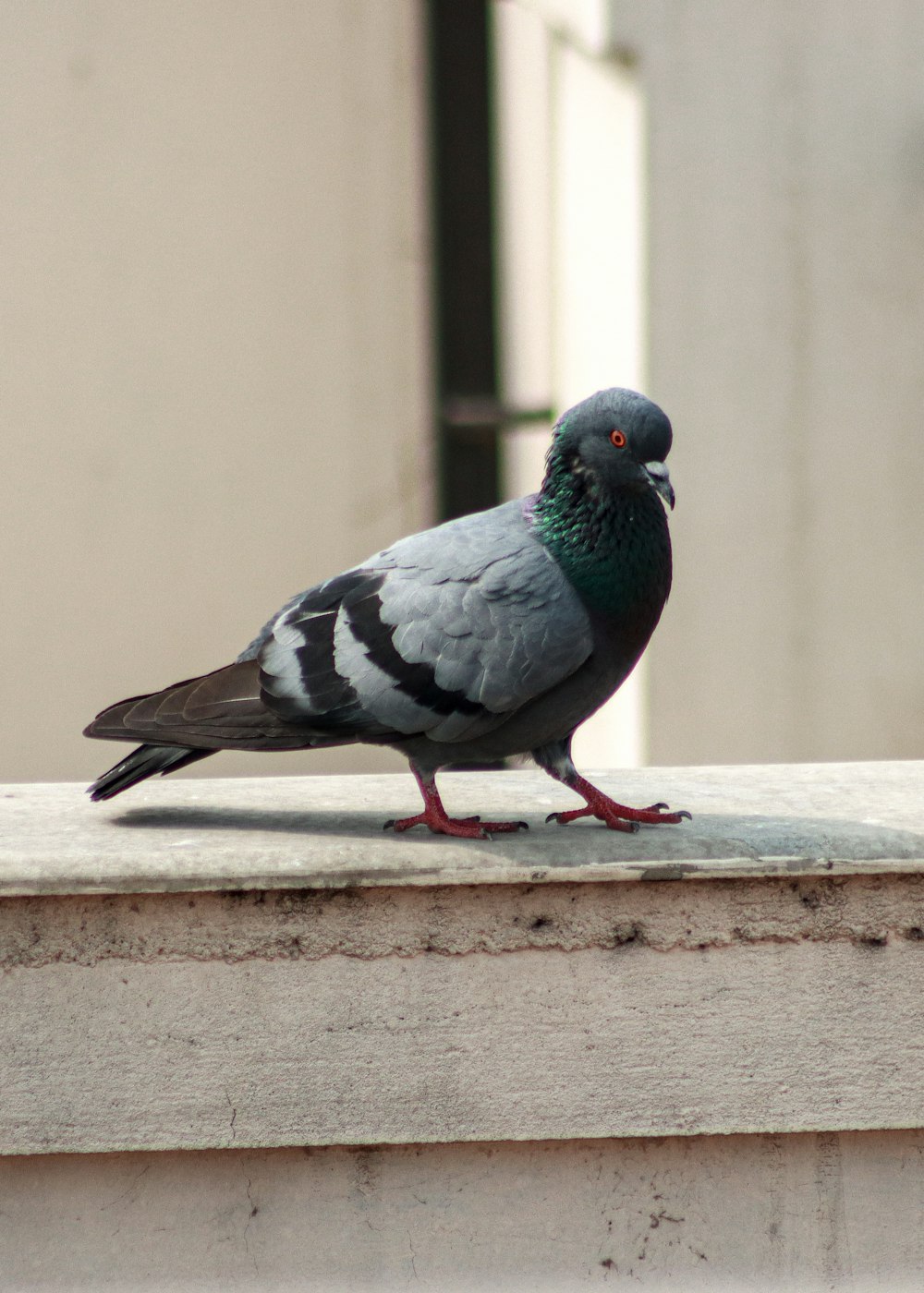 a pigeon sitting on a ledge in front of a building