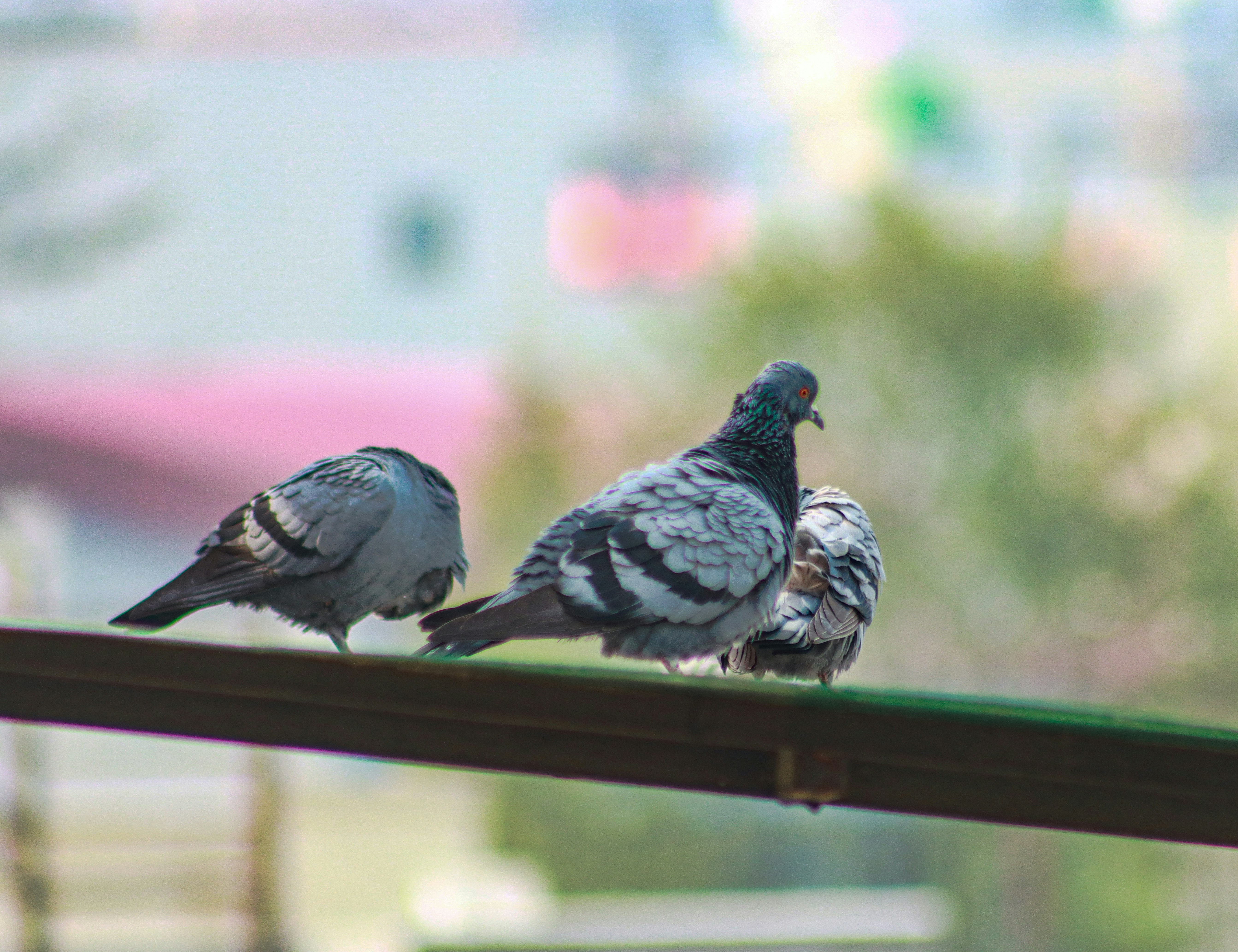 Photo by bhattarai17