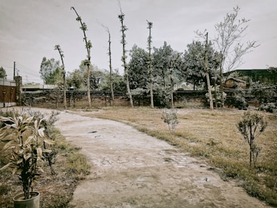 A garden space with a concrete path meandering through a lawn, bordered by short trimmed bushes. Tall, thin trees with sparse foliage line the background alongside a brick wall. Some greenery is visible, suggesting a natural setting with elements of landscaping.
