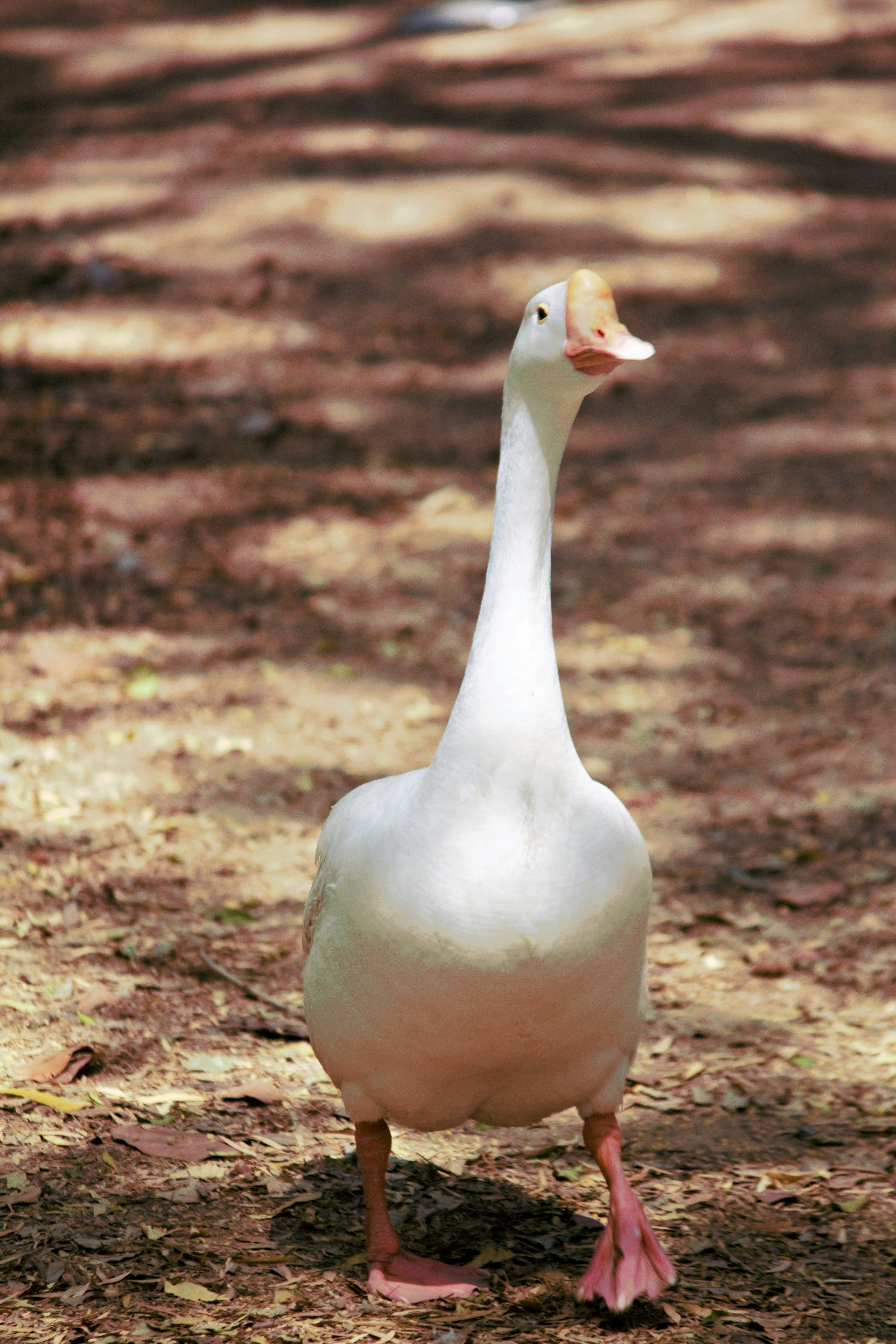 Photo by rachit_1108