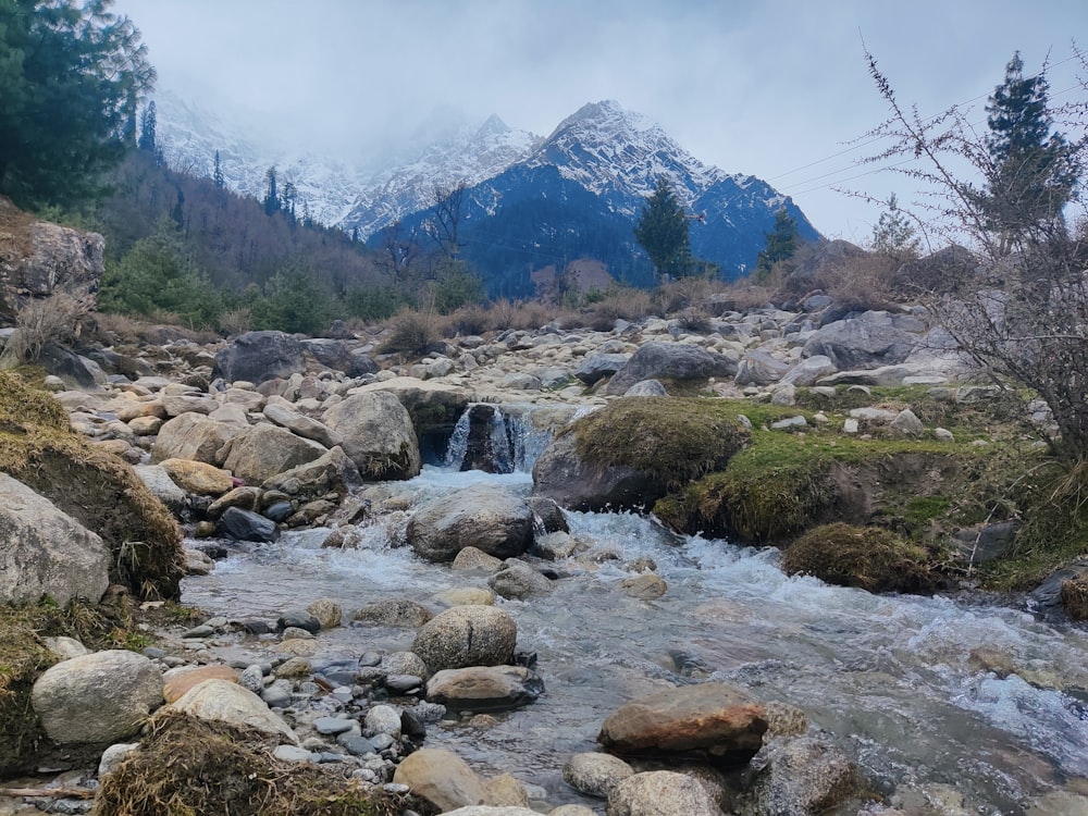 a mountain stream running through a forest filled with rocks