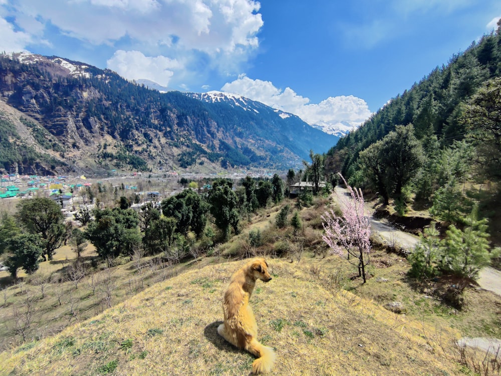 a brown dog sitting on top of a grass covered hillside