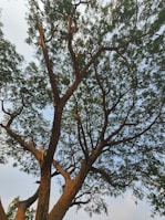 A large tree with a thick trunk and numerous branches extends upward, with clusters of green leaves against a partially cloudy sky. Some branches appear to be recently cut or damaged.