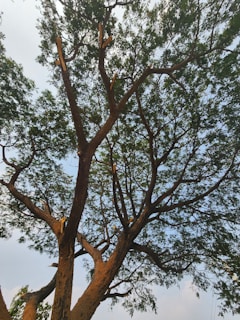A large tree with a thick trunk and numerous branches extends upward, with clusters of green leaves against a partially cloudy sky. Some branches appear to be recently cut or damaged.