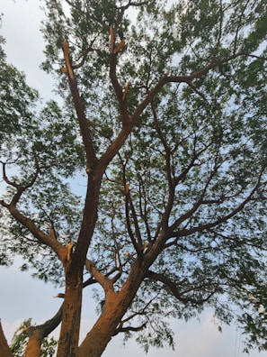 A large tree with a thick trunk and numerous branches extends upward, with clusters of green leaves against a partially cloudy sky. Some branches appear to be recently cut or damaged.