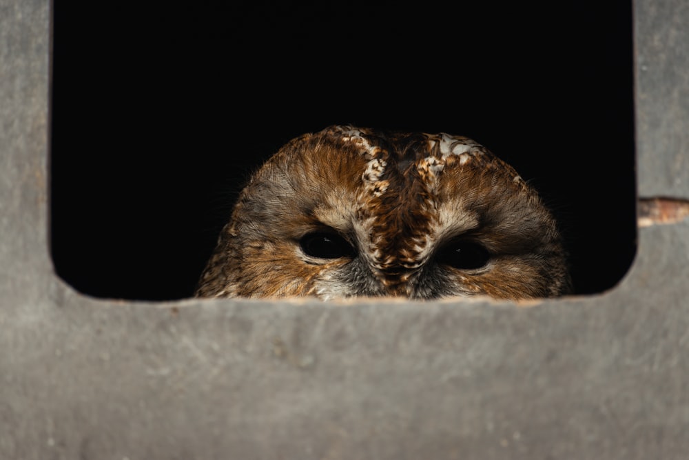a close up of an owl looking out of a window