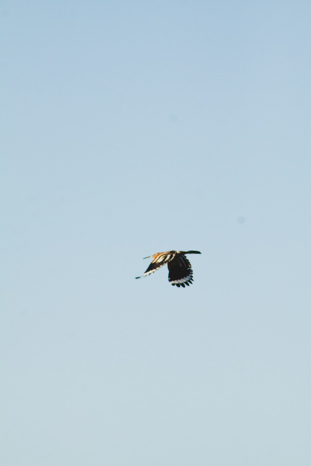 a large bird flying through a blue sky