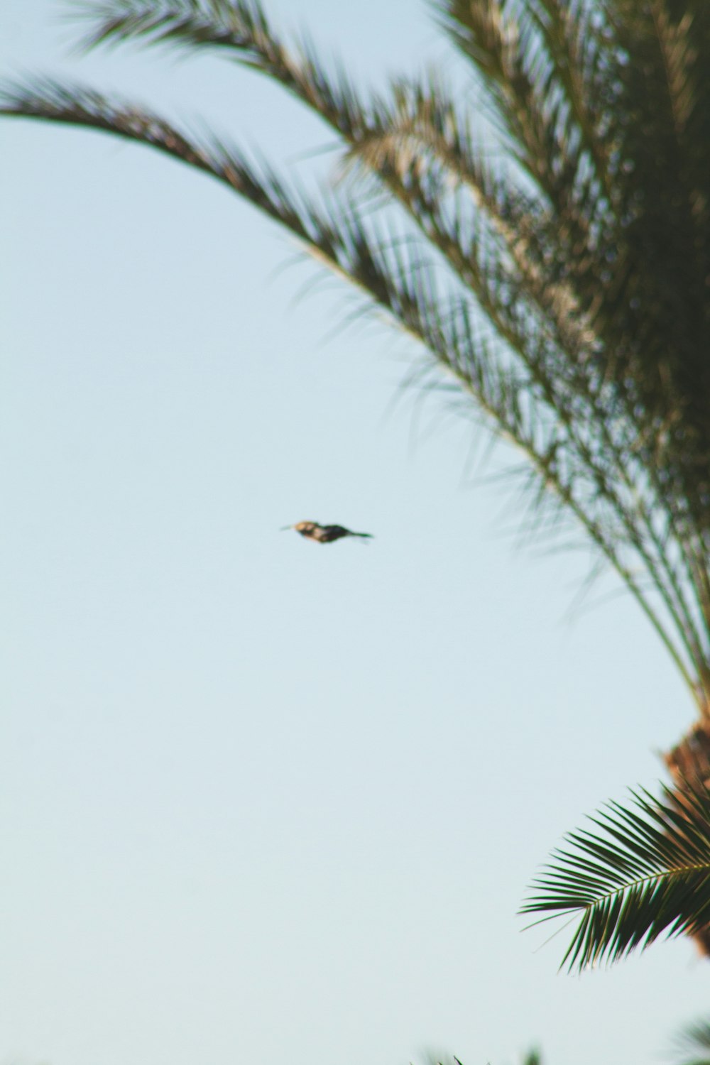 a bird flying in the sky near a palm tree