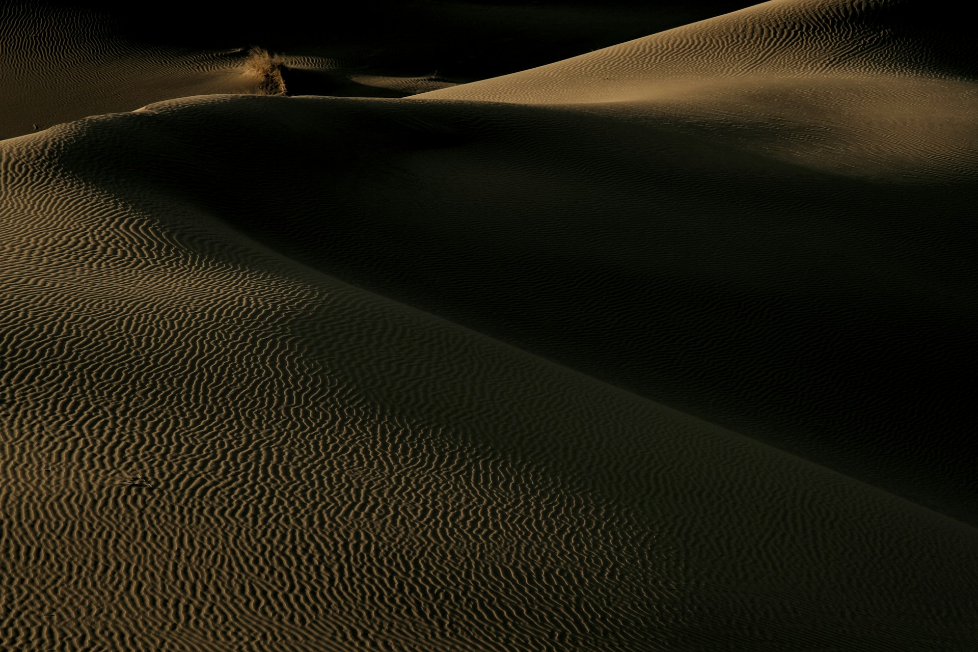 a lone tree in the middle of a desert