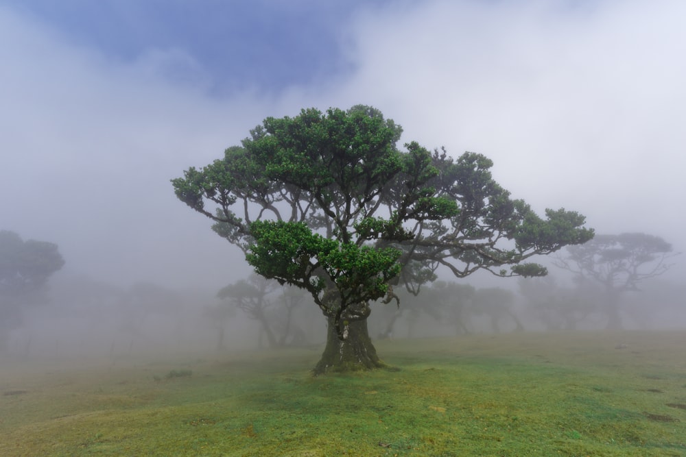 a foggy field with a tree in the foreground