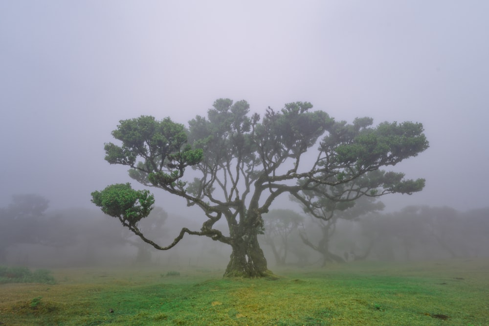 a tree in the middle of a foggy field