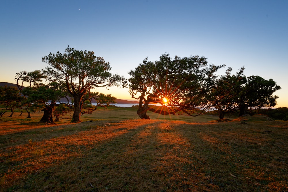 the sun is setting behind the trees in the field