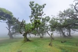 A misty landscape with ancient trees and subtle silver light filtering through the canopy.