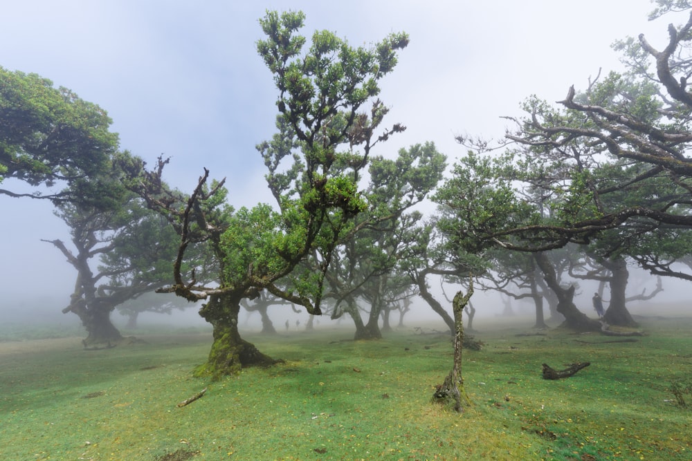 a group of trees that are in the grass