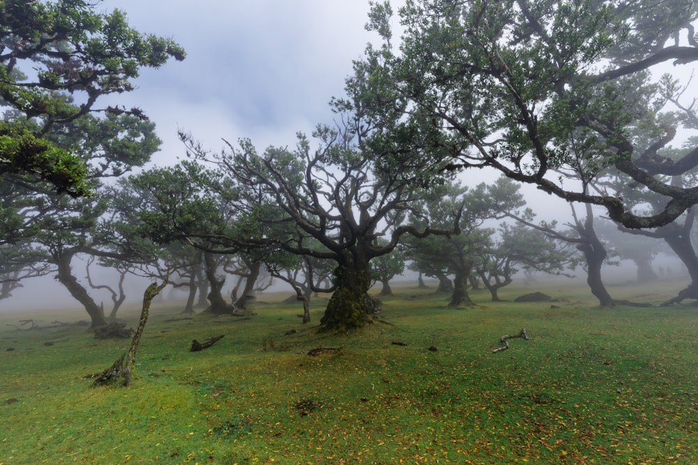 a foggy field with many trees in the distance