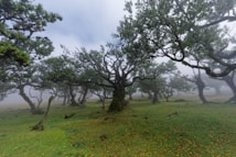 An ethereal forest landscape with twisted, gnarled trees amid a thick mist. The ground is covered with lush green grass and scattered fallen leaves, creating a mystical and serene atmosphere. The trees have long, twisted branches reaching across the misty backdrop.