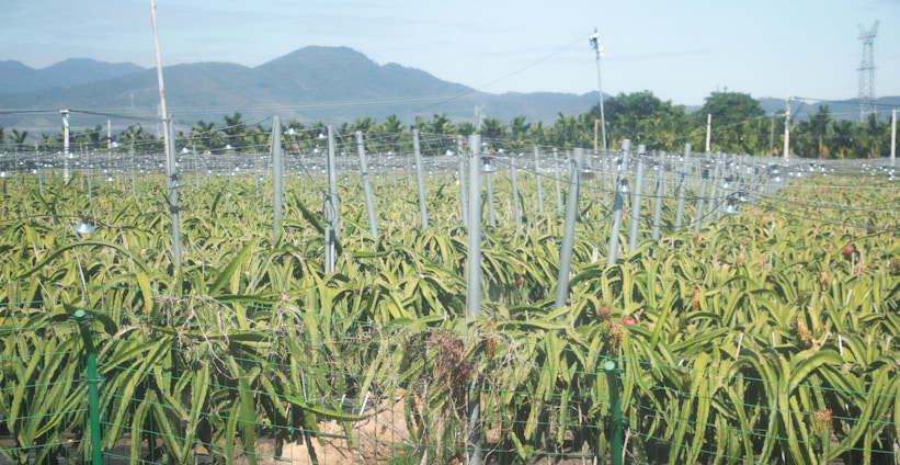 A large, densely packed field of green vegetation, possibly a plantation of some kind, with structured metal poles and wires creating a grid-like pattern. In the background, there are palm trees and a range of mountains, under a clear blue sky.