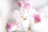 Soft-focus photo of a peaceful room with blush pink walls and delicate cherry blossom artwork.