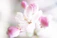 Soft-focus photo of a peaceful room with blush pink walls and delicate cherry blossom artwork.
