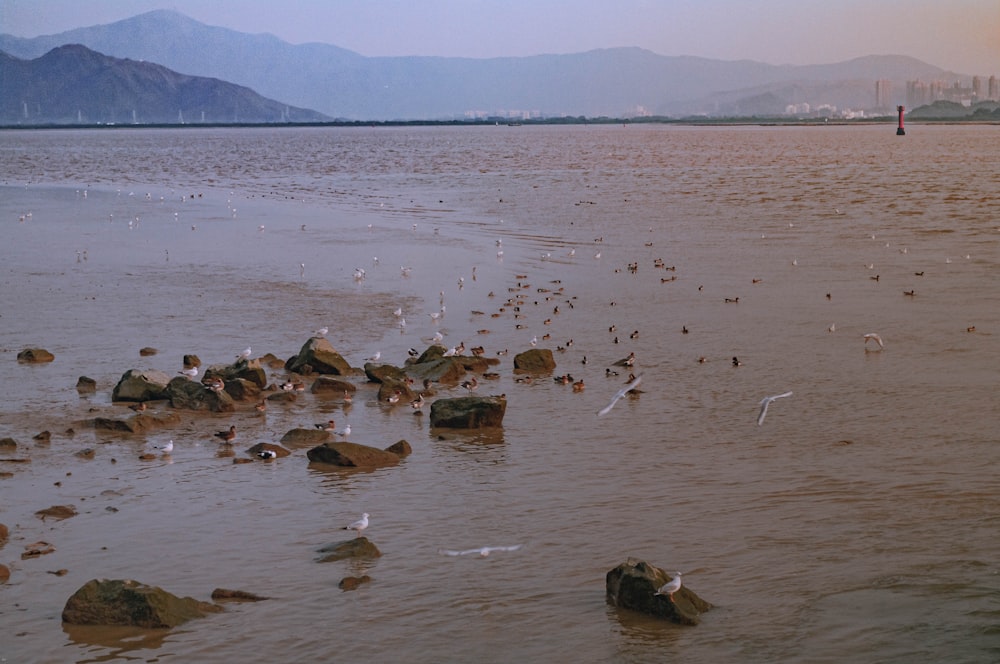 a body of water filled with lots of rocks