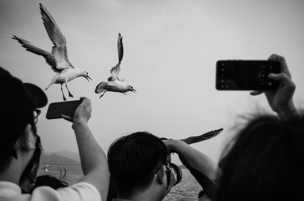 a black and white photo of people taking pictures of seagulls