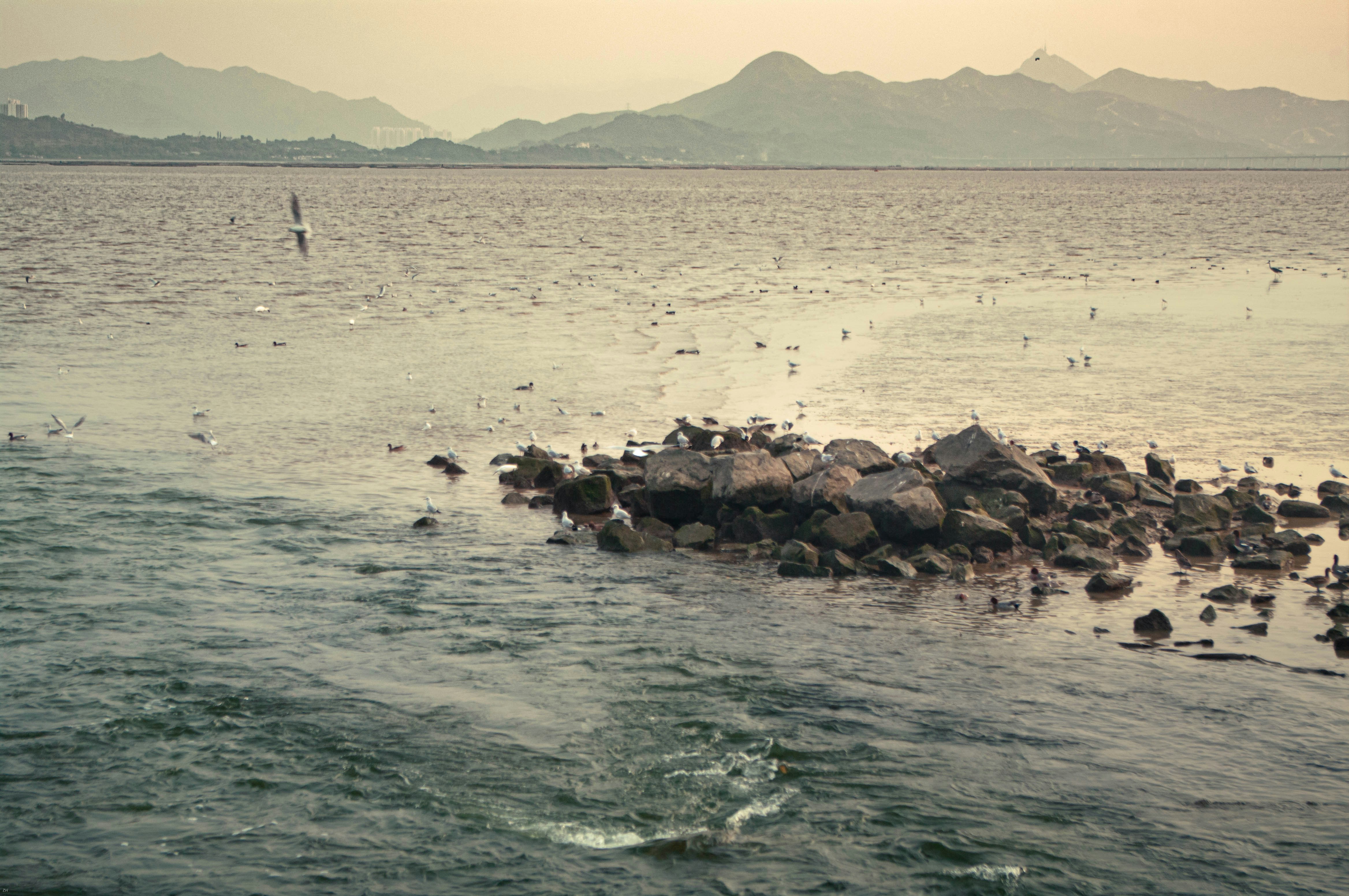 a large body of water filled with lots of birds