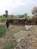 A rural scene features a herd of cattle being guided by a person carrying a bucket. The setting is a farm with grassy and rocky terrain, surrounded by fields and trees. In the background, there is a small building with a green roof and some other structures.