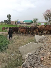 A rural scene features a herd of cattle being guided by a person carrying a bucket. The setting is a farm with grassy and rocky terrain, surrounded by fields and trees. In the background, there is a small building with a green roof and some other structures.