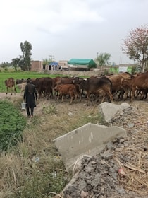 A veterinarian administering vaccine to cattle in a rural farm setting.