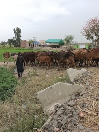 A rural scene features a herd of cattle being guided by a person carrying a bucket. The setting is a farm with grassy and rocky terrain, surrounded by fields and trees. In the background, there is a small building with a green roof and some other structures.