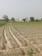 A vast agricultural field with young crops planted in neat, parallel rows. In the background, there are several buildings, likely a rural settlement, surrounded by a few trees. The sky is clear, indicating a bright day.