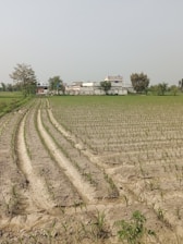 A vast agricultural field with young crops planted in neat, parallel rows. In the background, there are several buildings, likely a rural settlement, surrounded by a few trees. The sky is clear, indicating a bright day.