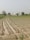 A vast agricultural field with young crops planted in neat, parallel rows. In the background, there are several buildings, likely a rural settlement, surrounded by a few trees. The sky is clear, indicating a bright day.