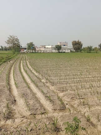 Farmland with neat rows of crops and a sunrise in the background.