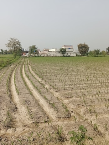 A vast agricultural field with young crops planted in neat, parallel rows. In the background, there are several buildings, likely a rural settlement, surrounded by a few trees. The sky is clear, indicating a bright day.