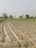 A vast agricultural field with young crops planted in neat, parallel rows. In the background, there are several buildings, likely a rural settlement, surrounded by a few trees. The sky is clear, indicating a bright day.