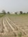 A farmer inspecting fresh plants in a bright, clean agricultural field.