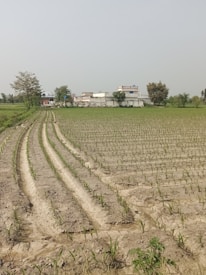 A vast agricultural field with young crops planted in neat, parallel rows. In the background, there are several buildings, likely a rural settlement, surrounded by a few trees. The sky is clear, indicating a bright day.