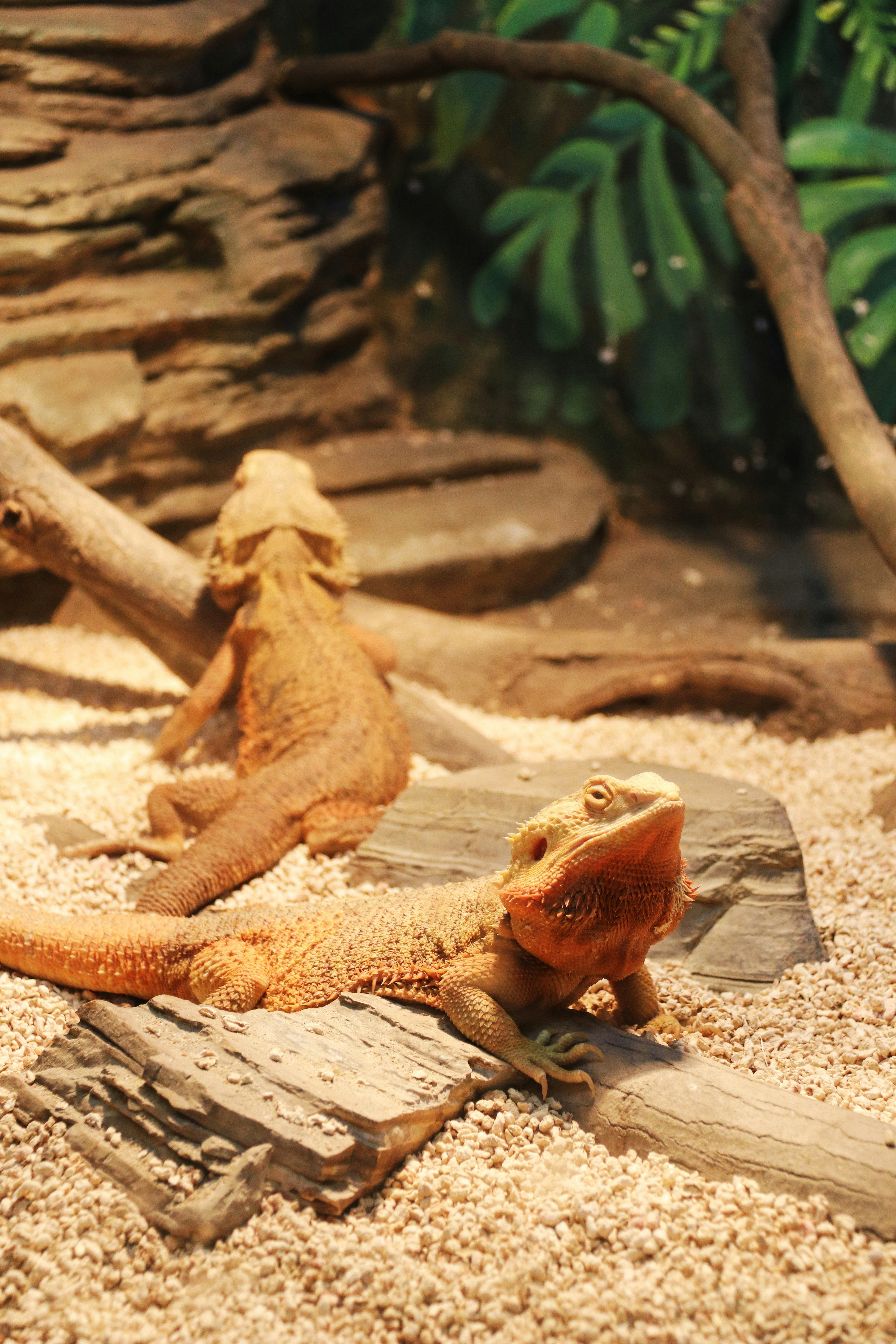 Two bearded dragons rest on gravel and wood inside their enclosure.