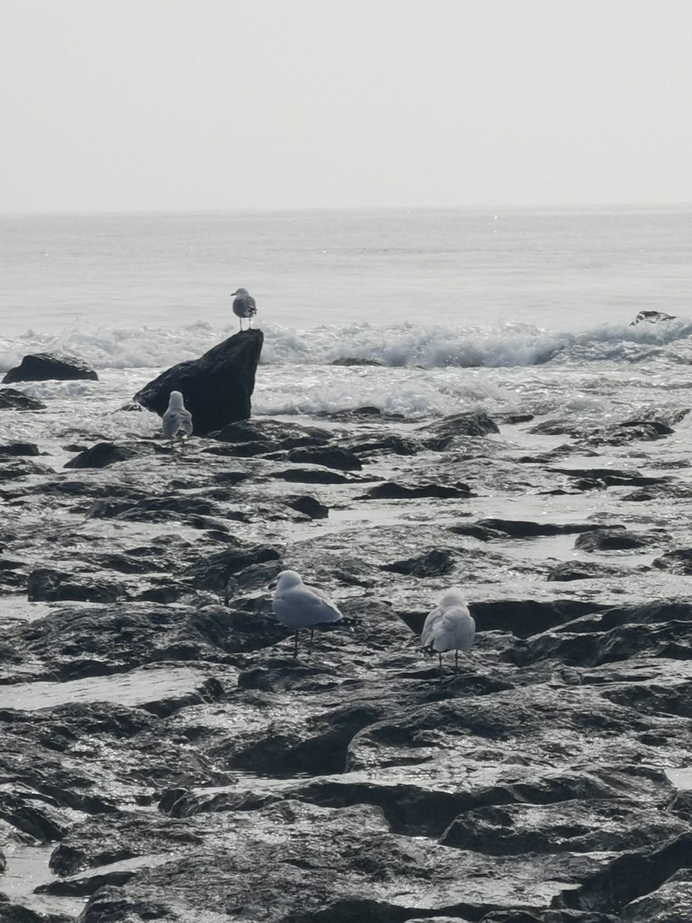 a group of seagulls standing on a rocky beach