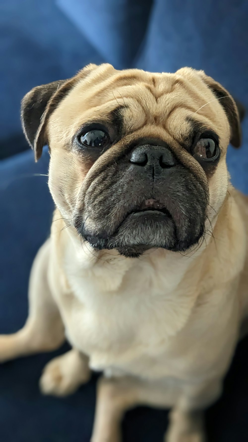 a small pug dog sitting on a blue couch