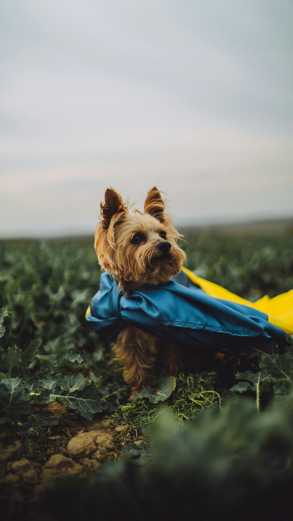 Un perro pequeño está sentado en un campo