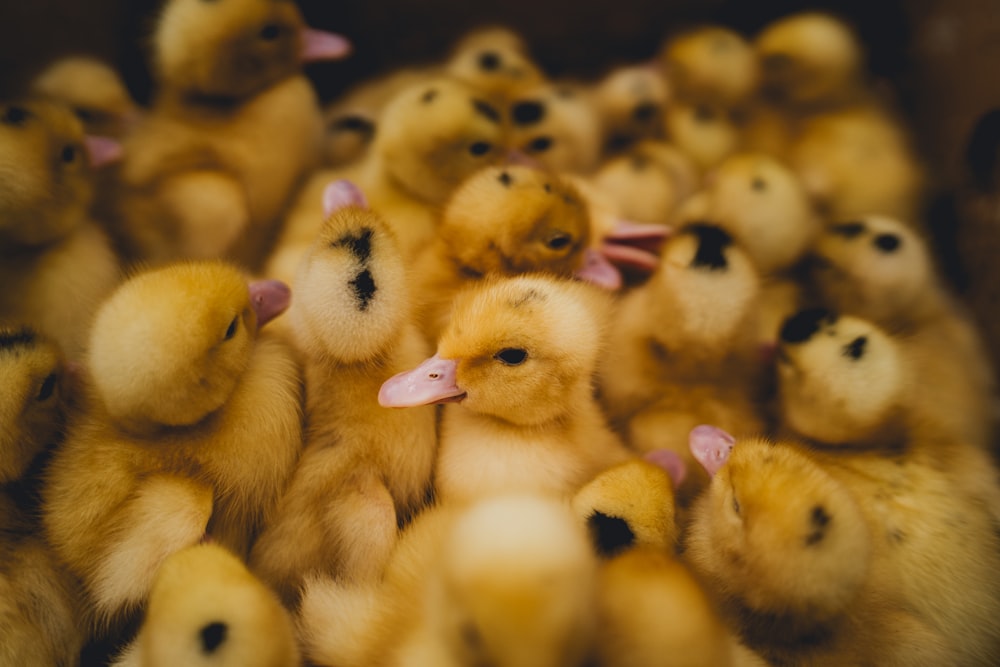 a bunch of little yellow ducks sitting together