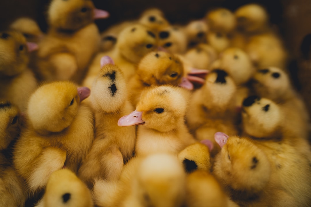 What Are Baby Ducks Called?
