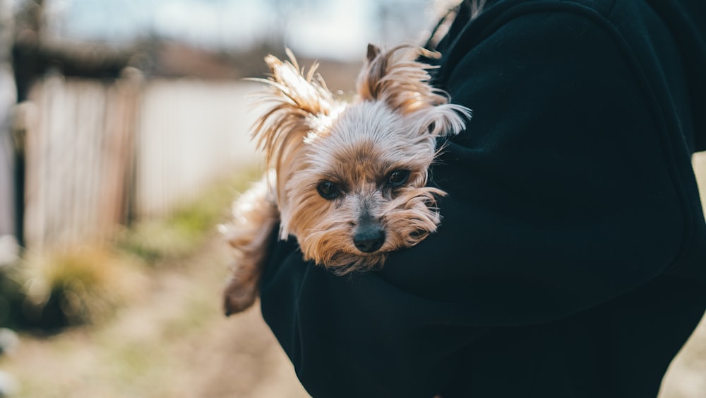 a small dog is being held by a person