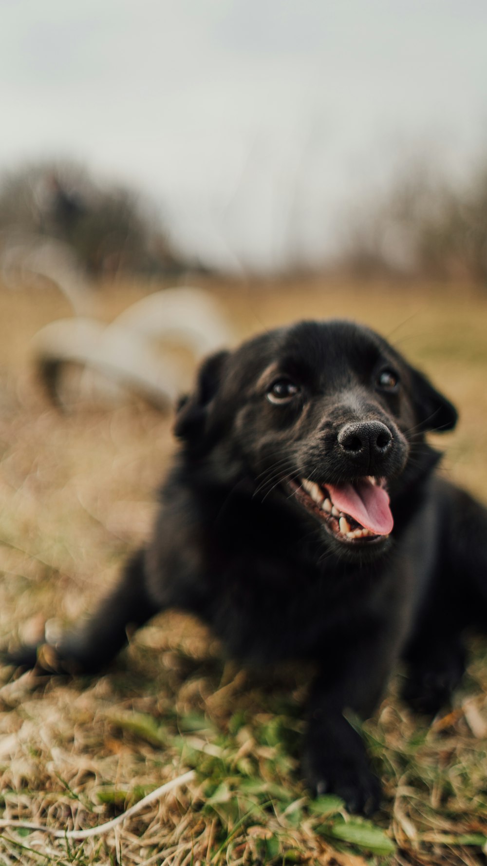 a small black dog laying on top of a grass covered field